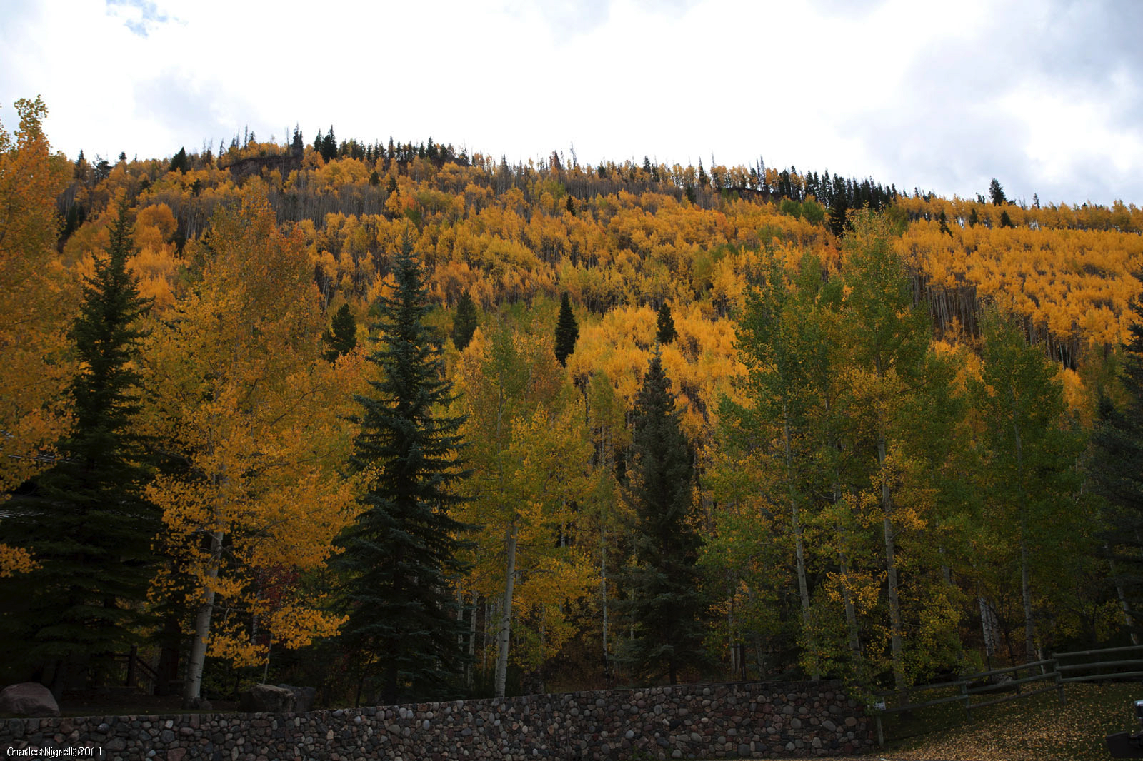 Vail Colorado Fall Colors Aspen Trees